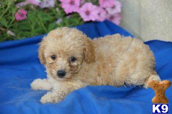 Lucy - Mini Poodle Female